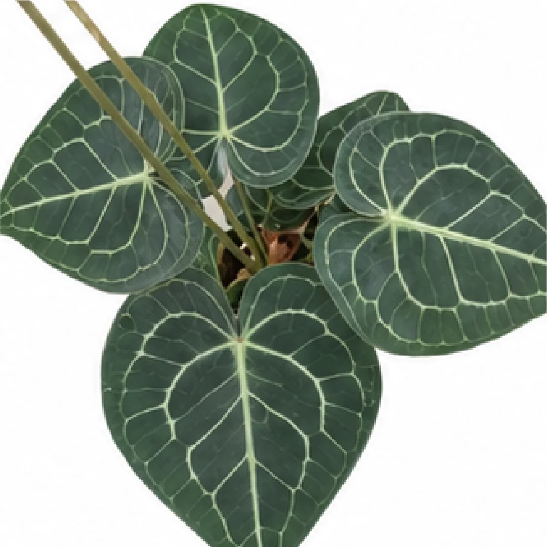 Anthurium Clarinervium Hybrid Sulanjan X Dorayaki – Tissue Culture