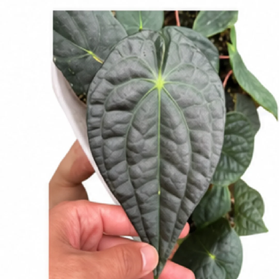 Anthurium 'David Portilla' (Forgetii X Luxurians) – Tissue Culture