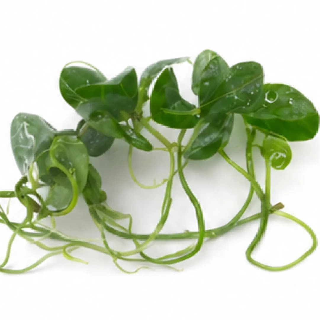 Anthurium AOS (Ace of Spades) X Papillilaminum (Papi) – Tissue Culture