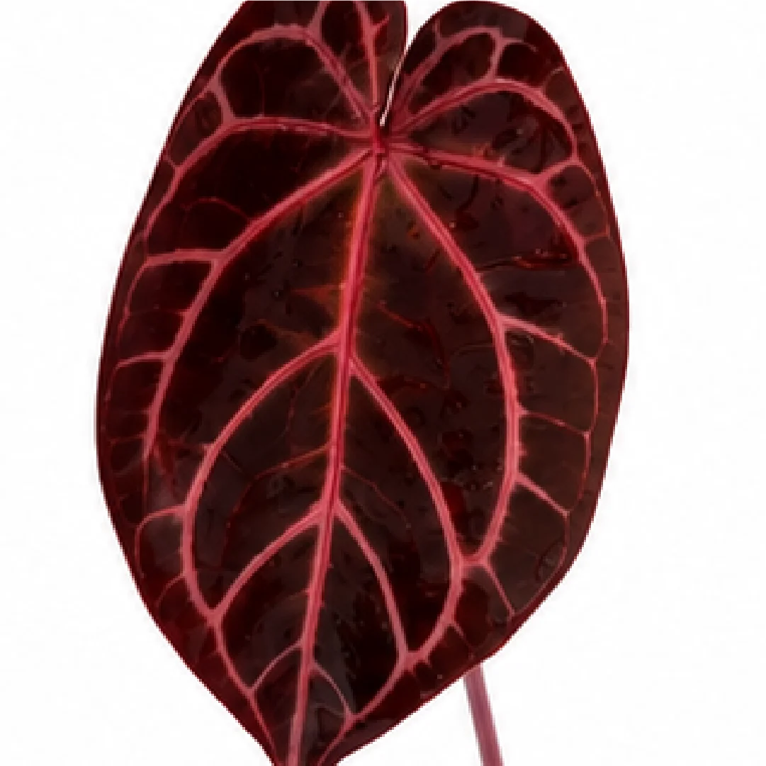 Anthurium Wonderboy X Michelle – Tissue Culture