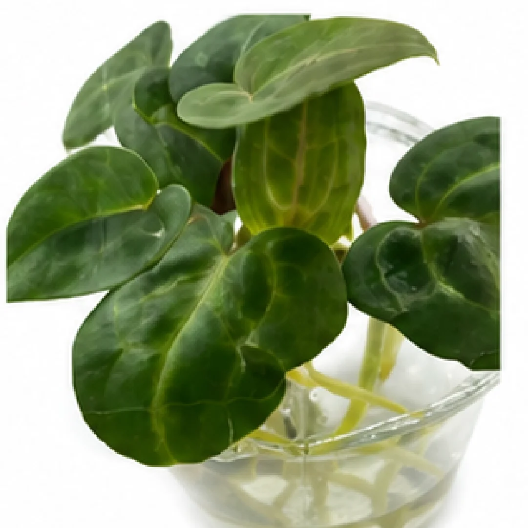 Anthurium Indo Portillae X Dark Phoenix – Tissue Culture