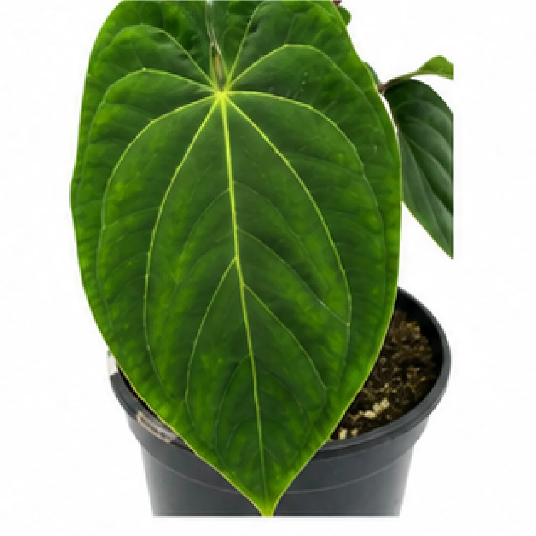 Green Phoenix – Tissue Culture