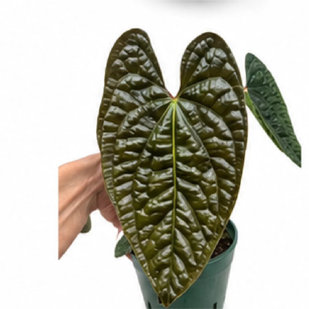Anthurium Luxurians (Original Species) – Tissue Culture