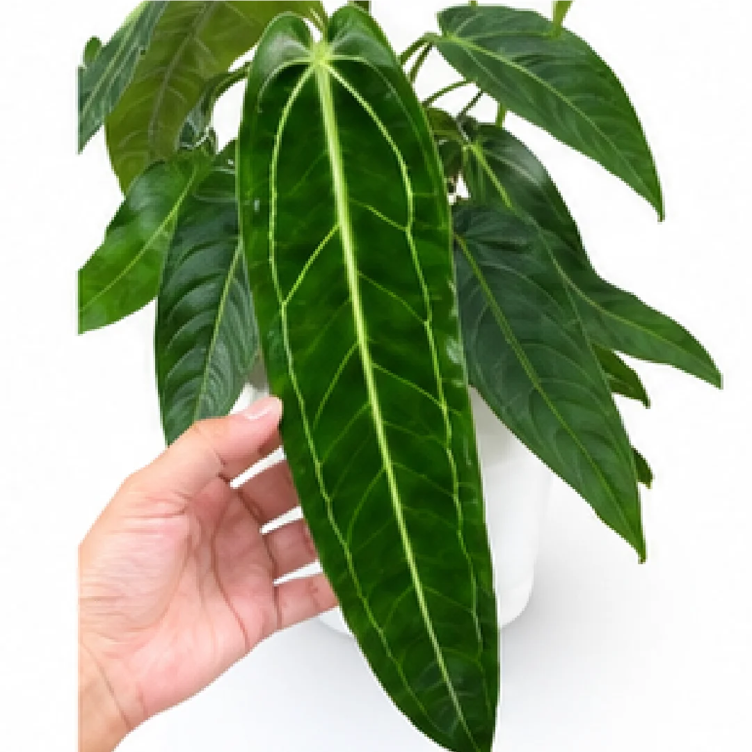 Anthurium Warocqueanum / Anthurium Queen – Tissue Culture