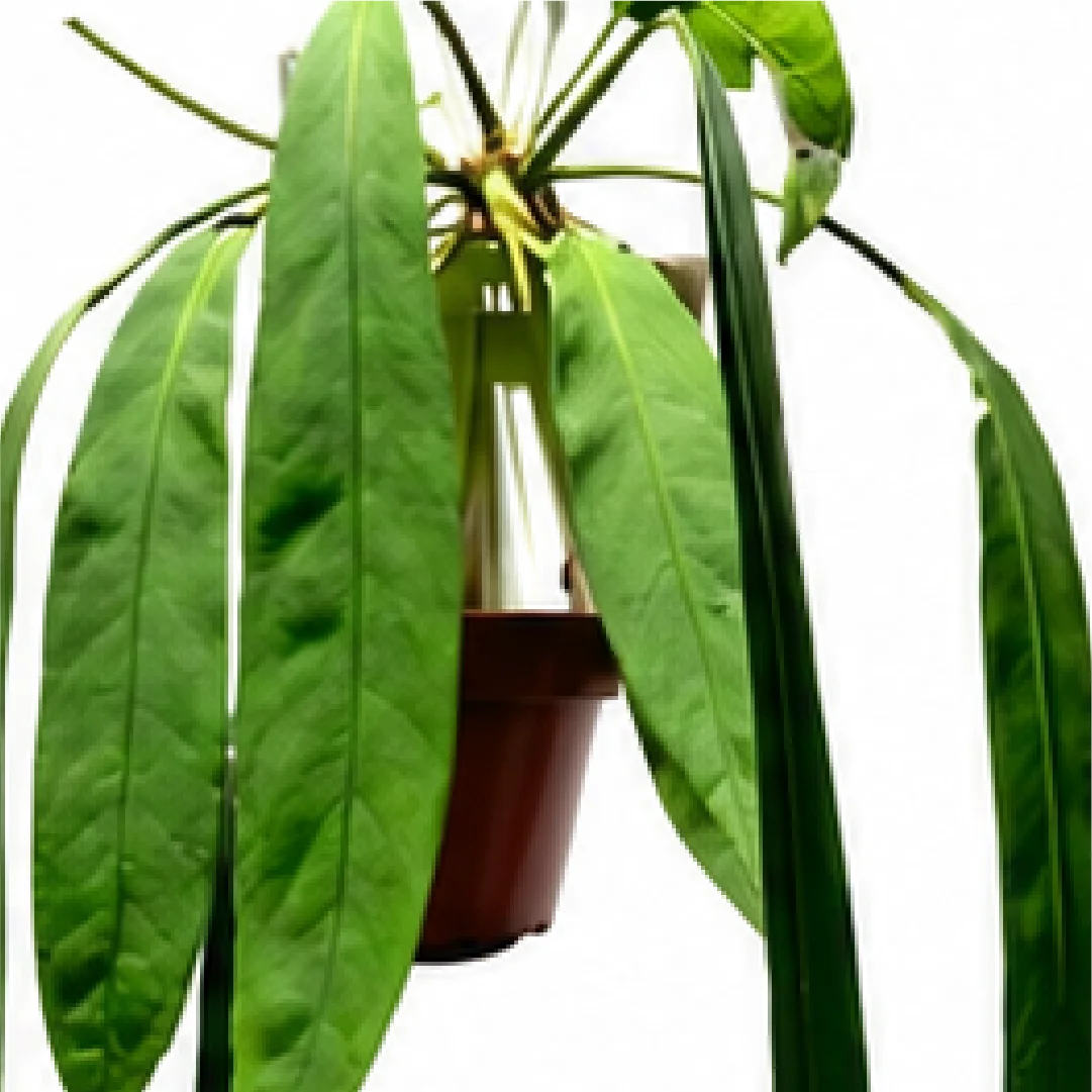 Anthurium Vittariifolium – Tissue Culture