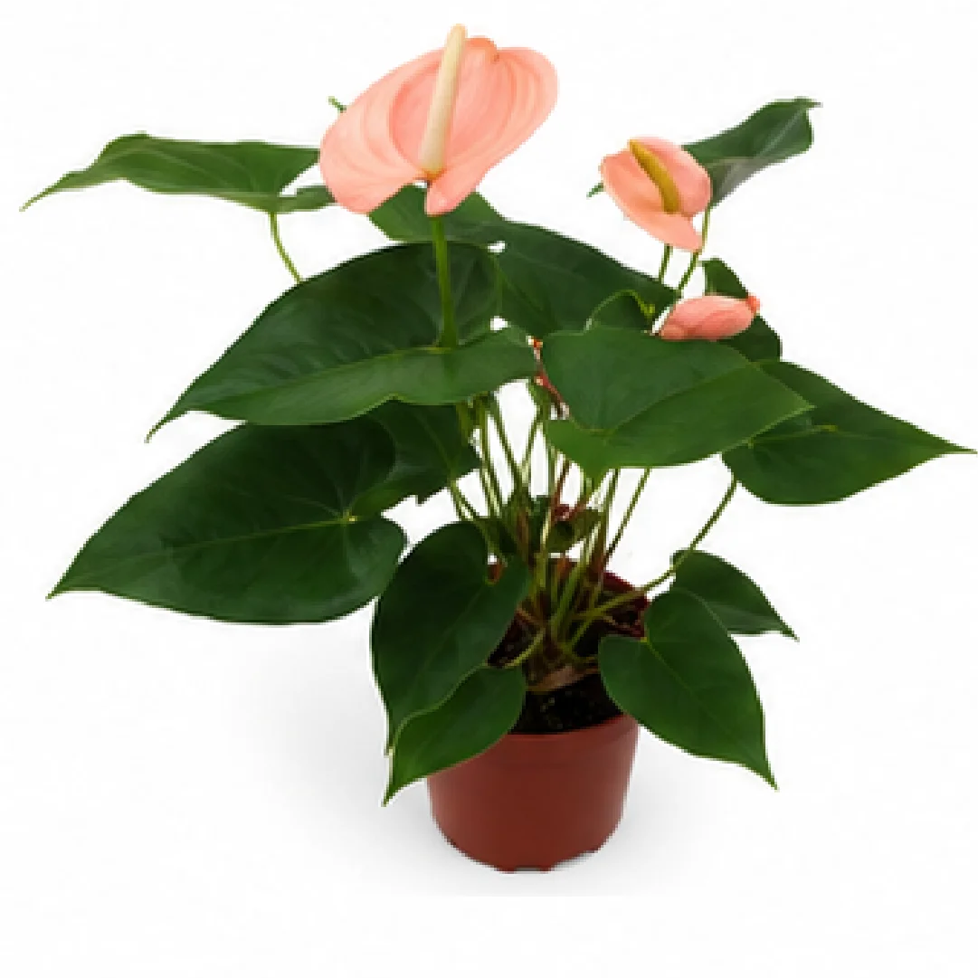 Anthurium Andraeanum Xiangfei – Tissue Culture