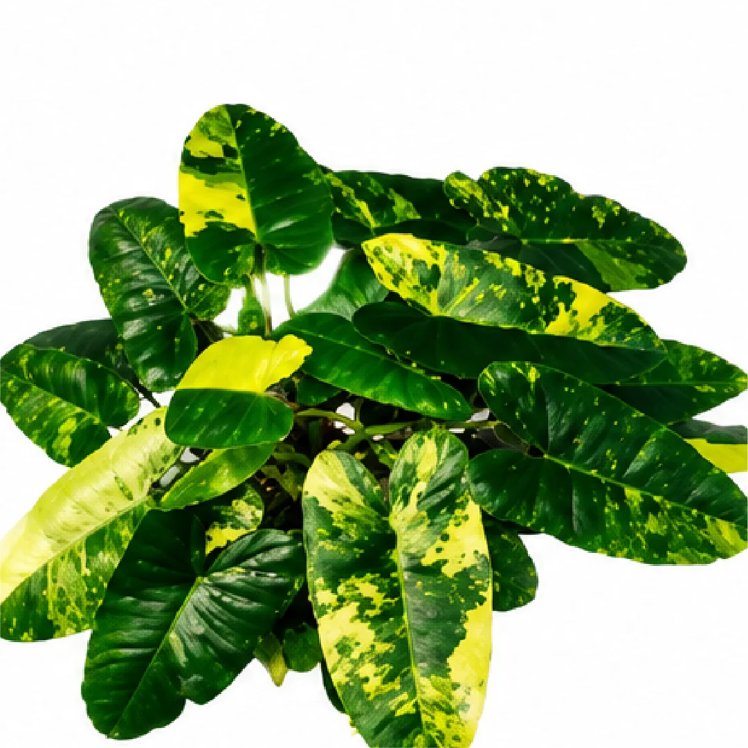 Philodendron Burle Marx Variegated – Tissue Culture