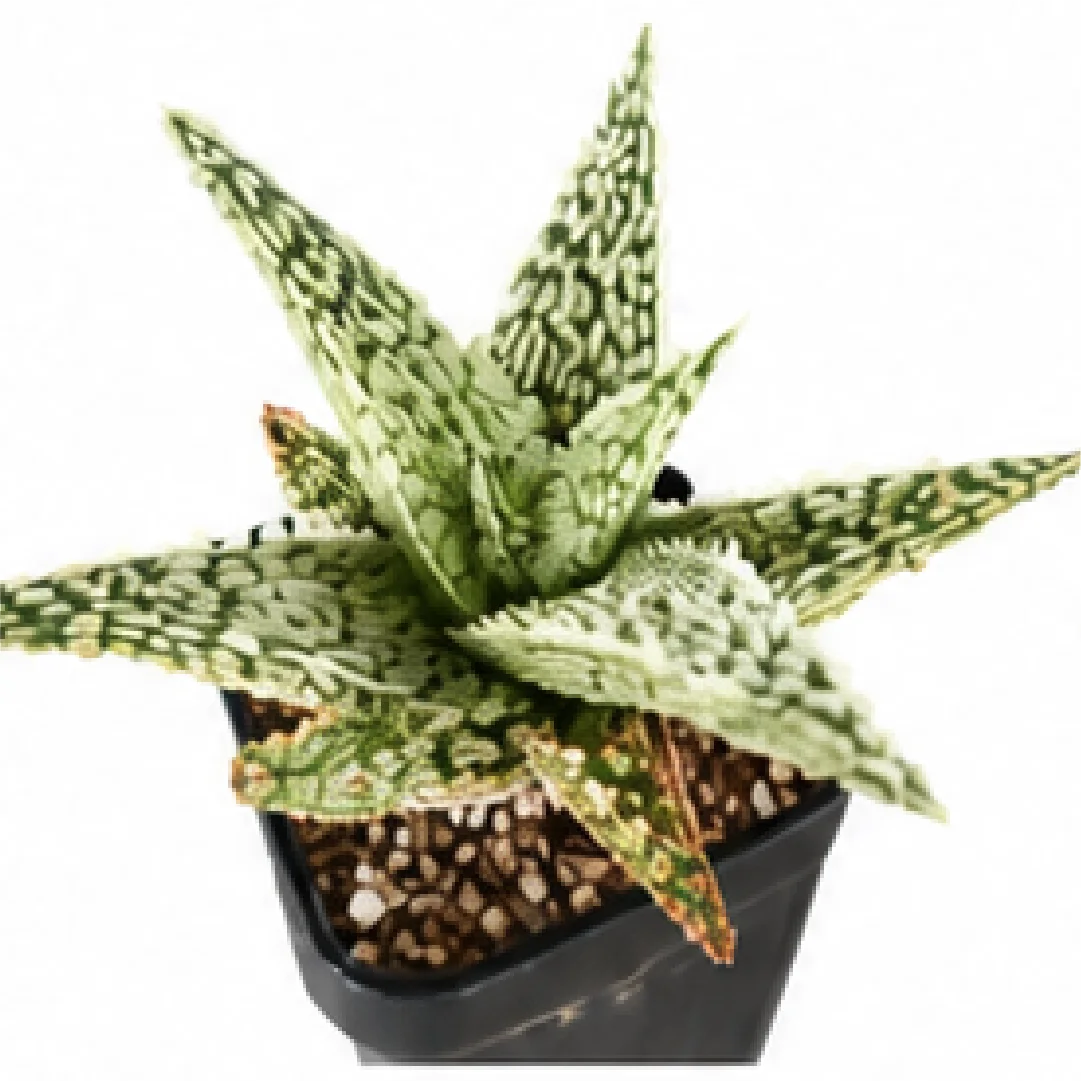 Aloe 'Silver Star Cluster' – Tissue Culture