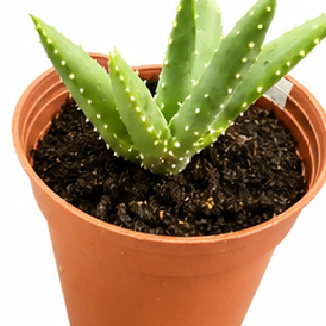 Aloe Dichotoma – Tissue Culture