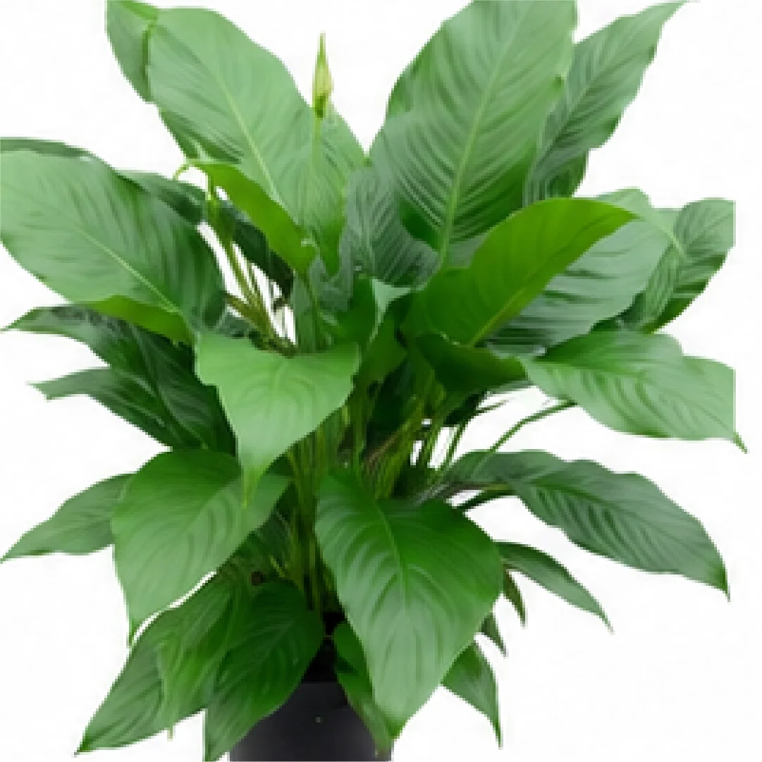 Spathiphyllum Princess – Tissue Culture