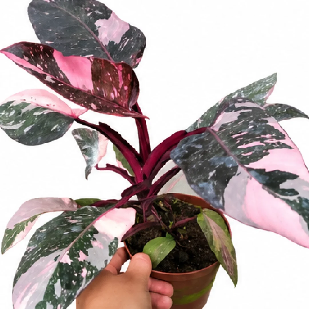 Philodendron Pink Princess Galaxy