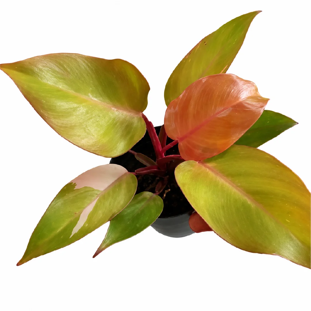 Philodendron Persimmon Princess Tissue Culture