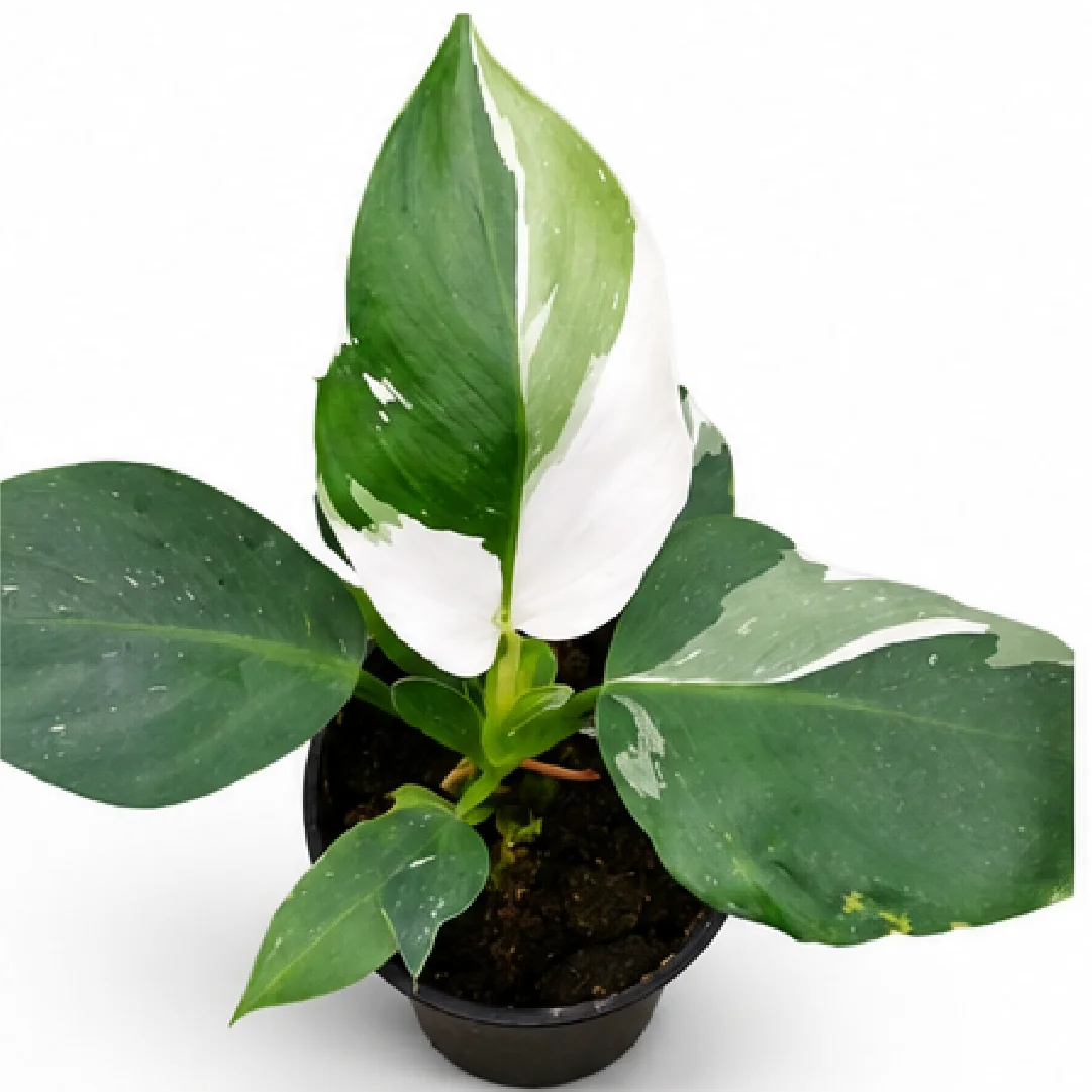 Philodendron White Knight