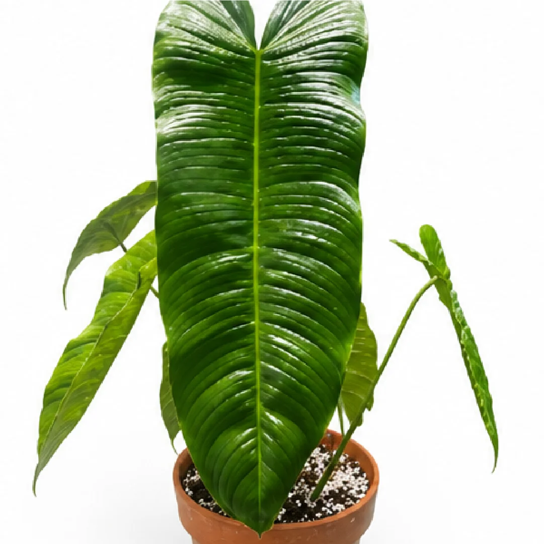 Philodendron Sharoniae