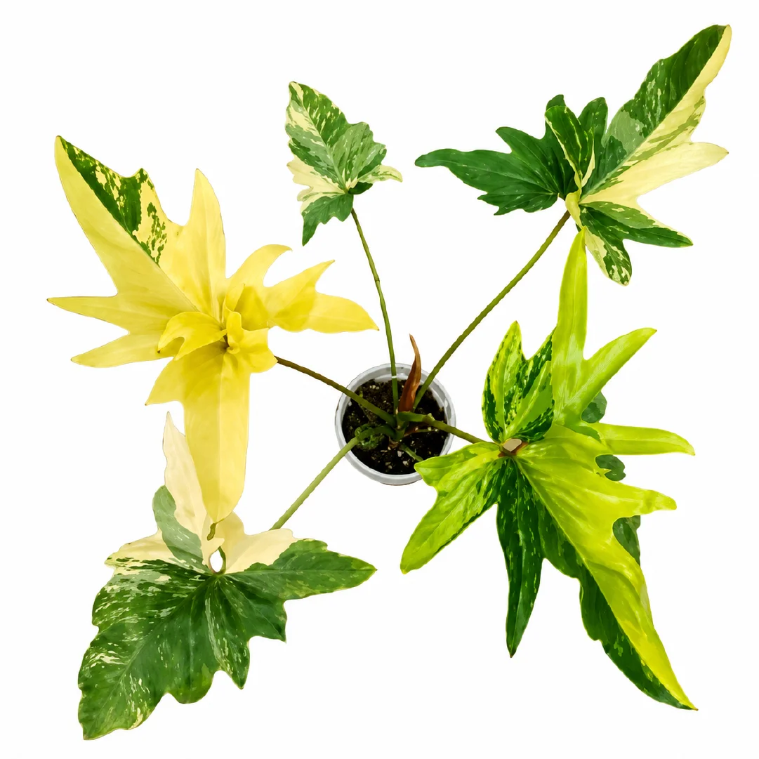 Philodendron Angela Aurea Tissue Culture