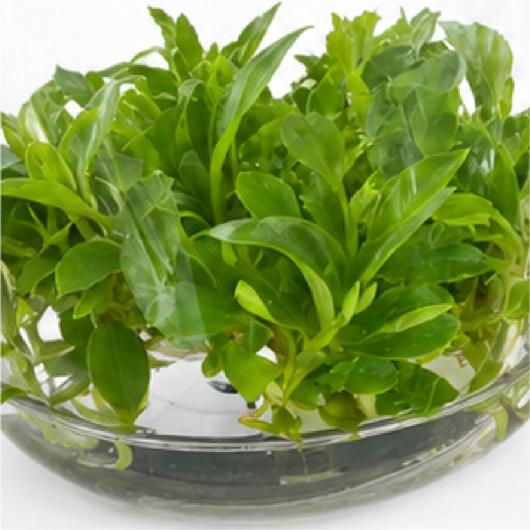 Philodendron Birkin (Clump) – Tissue Culture