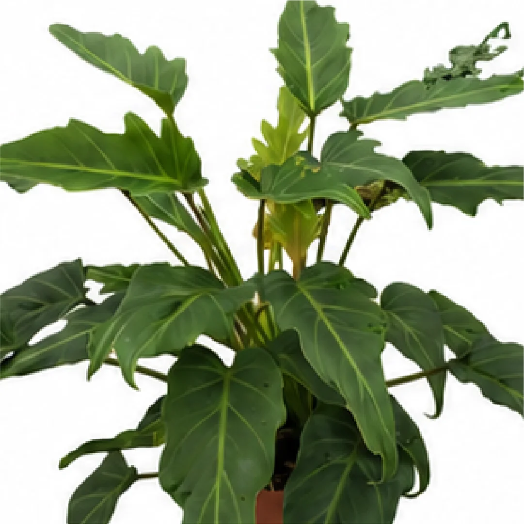 Philodendron Xanadu – Tissue Culture