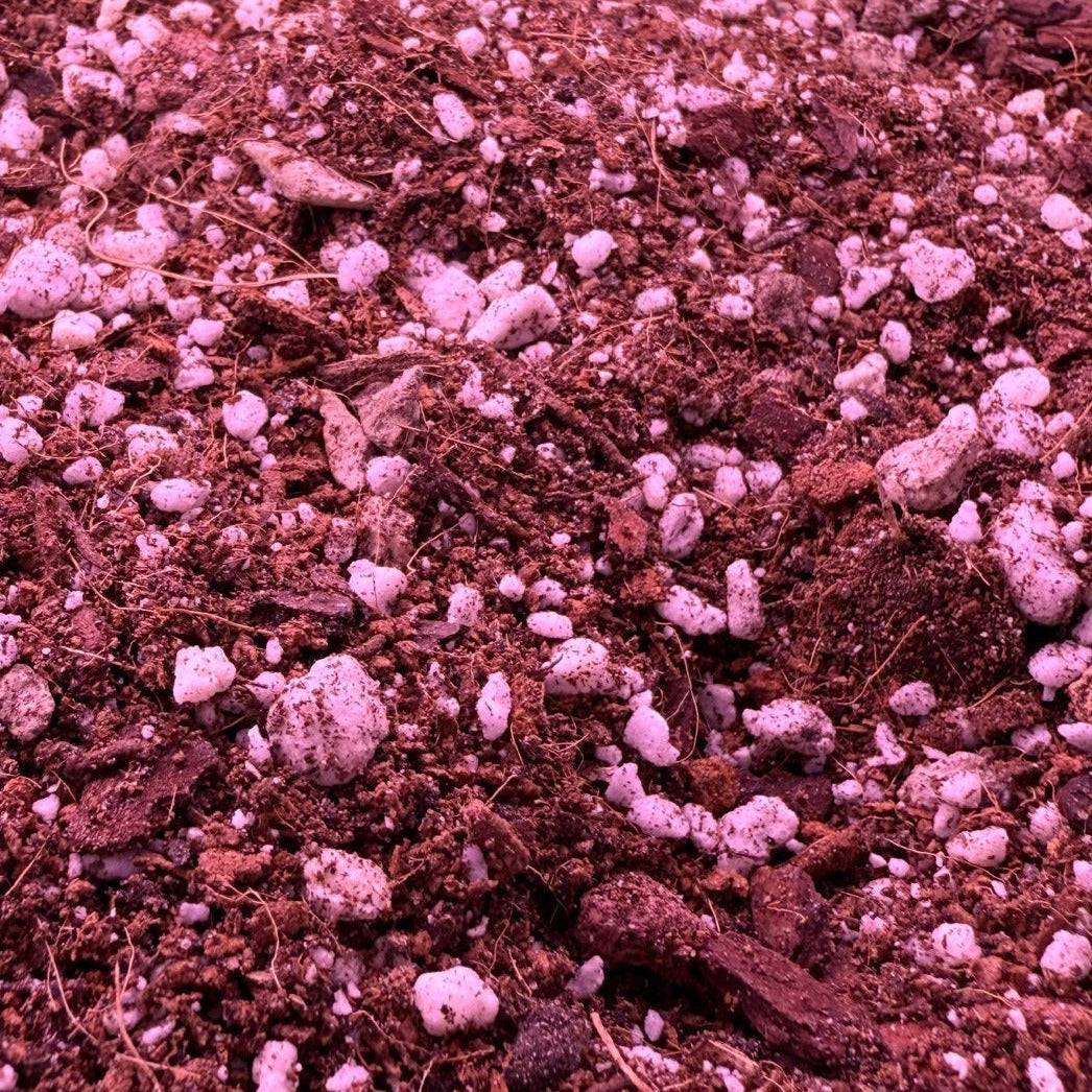 Alocasia Jungle Crack MIx 6QT