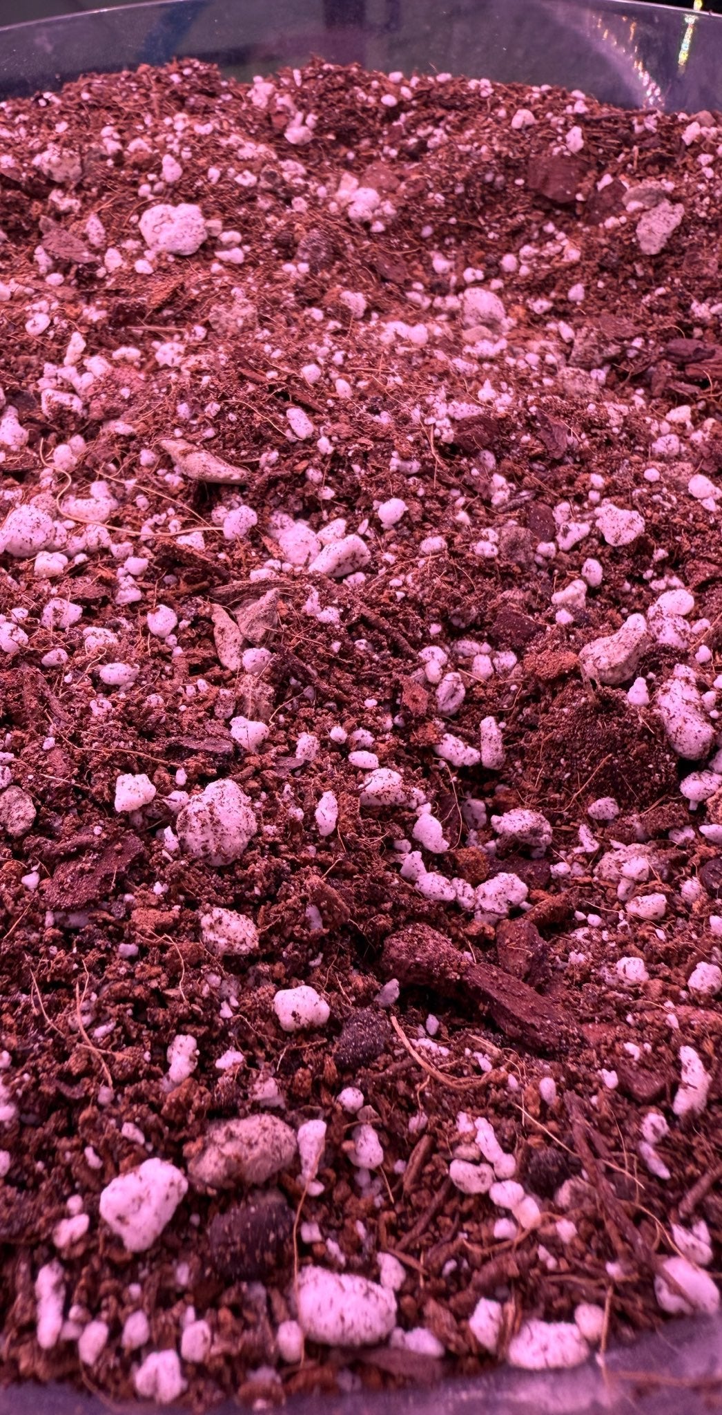 Alocasia Jungle Crack MIx 3QT