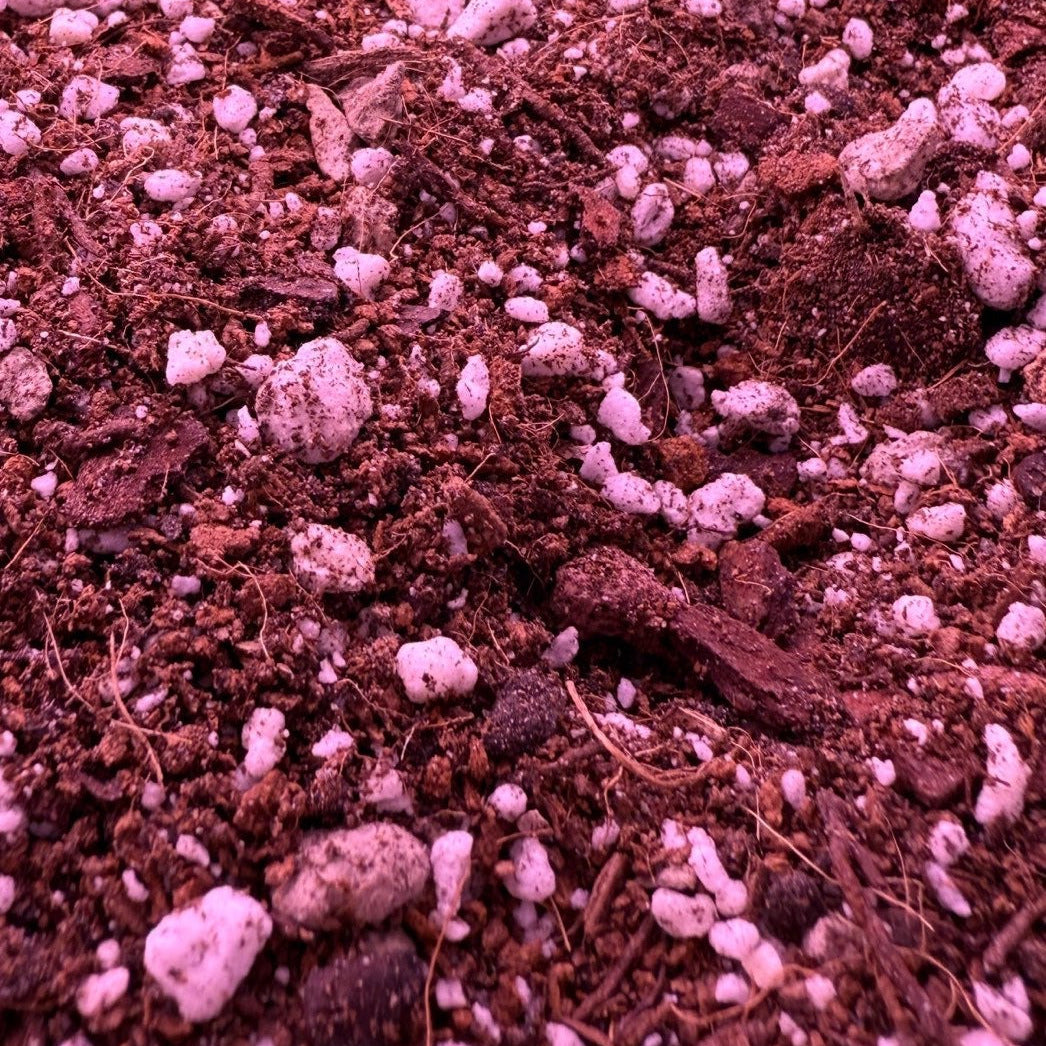 Alocasia Jungle Crack MIx 3QT