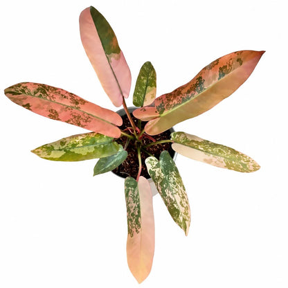 Philodendron Atabapoense Var