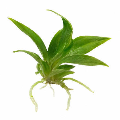 Philodendron Atabapoense Var