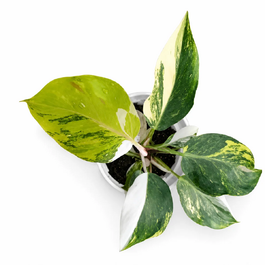 Philodendron White Knight Aurea Var Tissue Culture