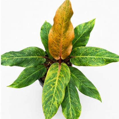 Philodendron Orange Marmalade – Tissue Culture
