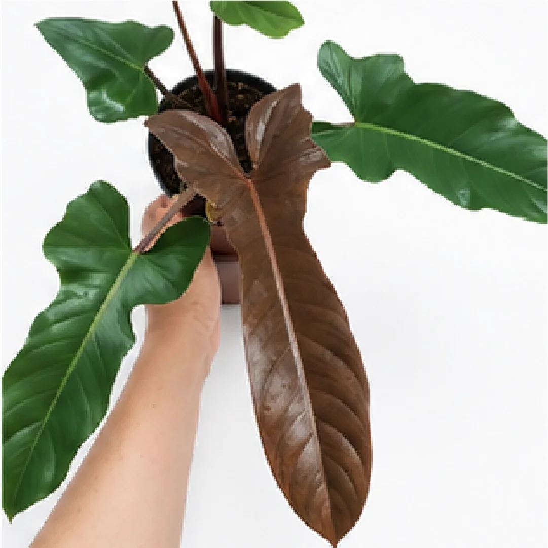 Philodendron Florida Bronze (Philodendron Red Emerald) – Tissue Culture