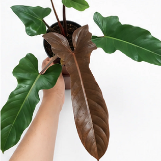Philodendron Florida Bronze (Philodendron Red Emerald) – Tissue Culture