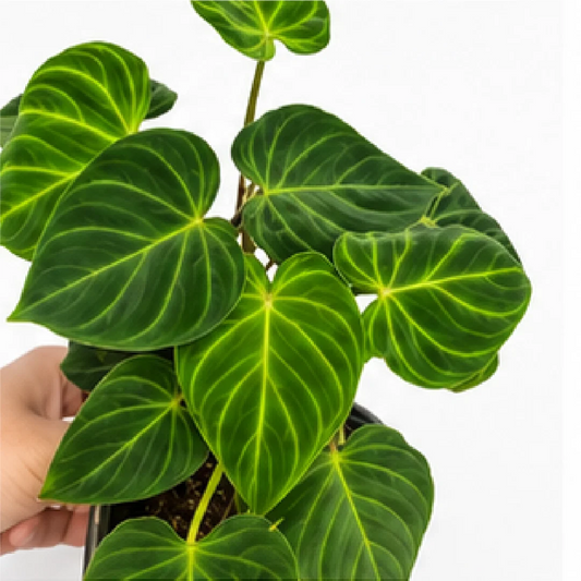 Philodendron Verrucosum Fantasy – Tissue Culture