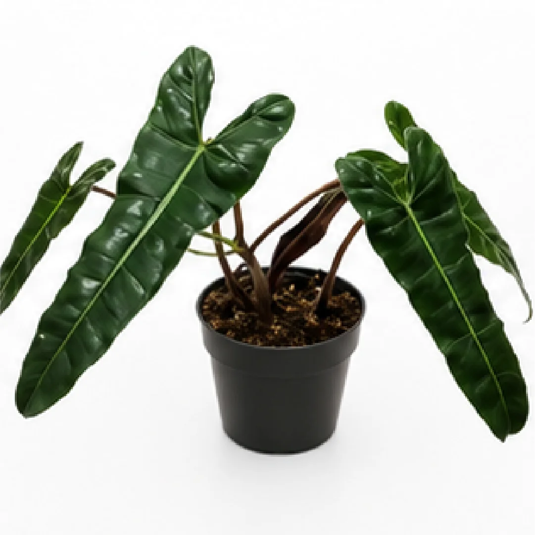 Philodendron Black Billietiae – Tissue Culture