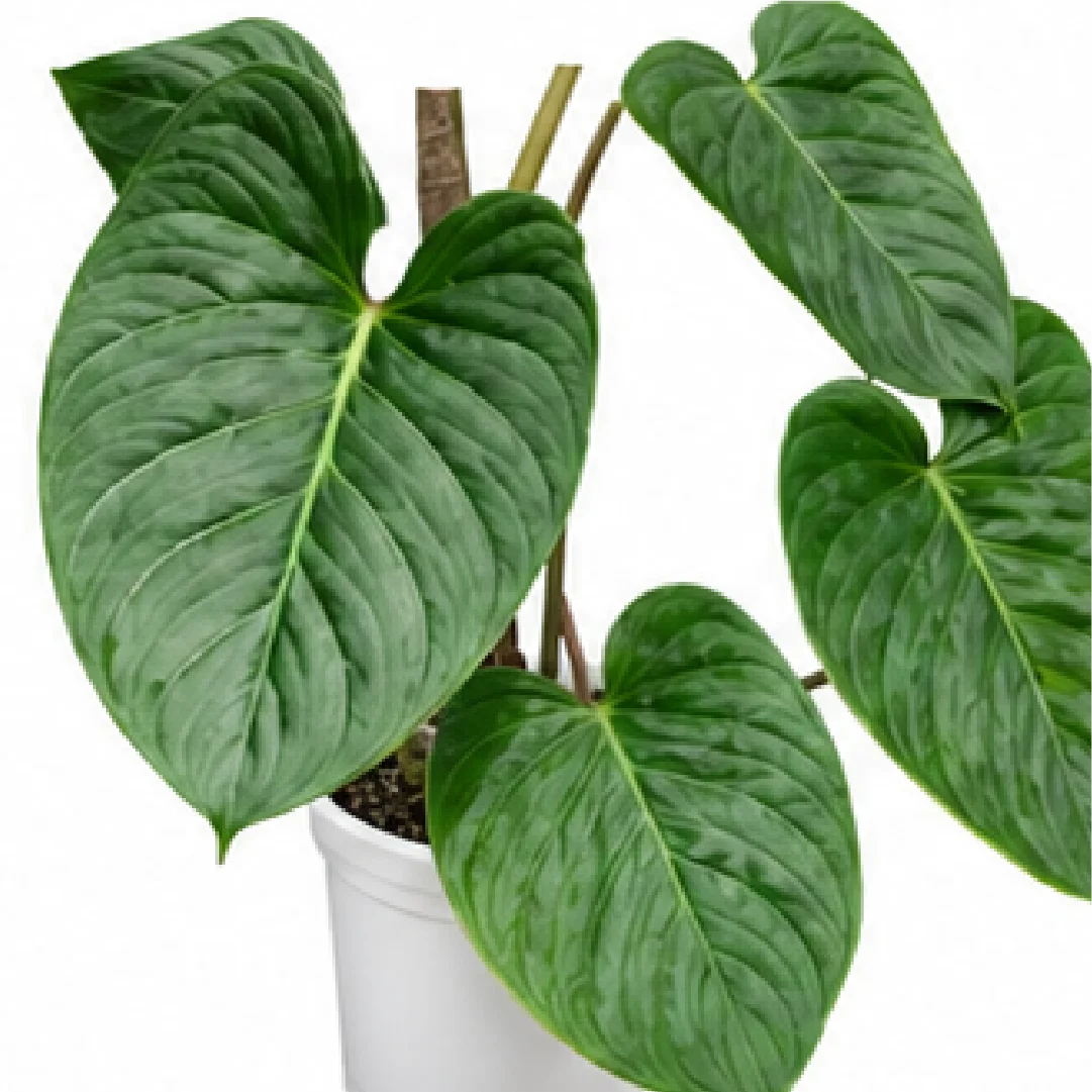 Philodendron Majestic – Tissue Culture