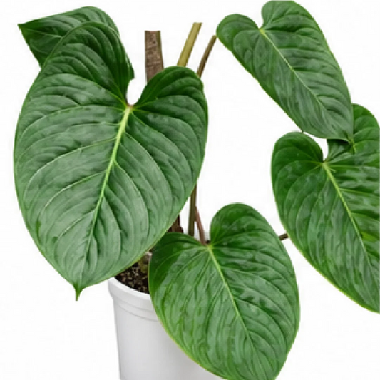 Philodendron Majestic – Tissue Culture