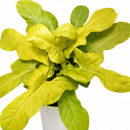Philodendron Golden Violin – Tissue Culture