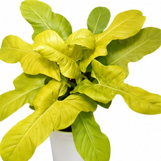 Philodendron Golden Violin – Tissue Culture