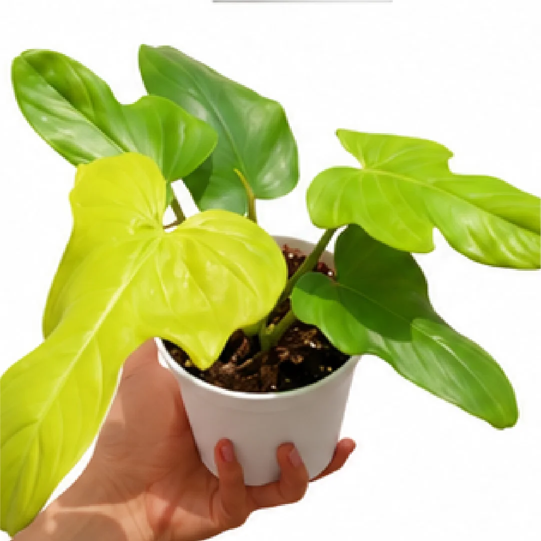 Philodendron Golden Violin – Tissue Culture