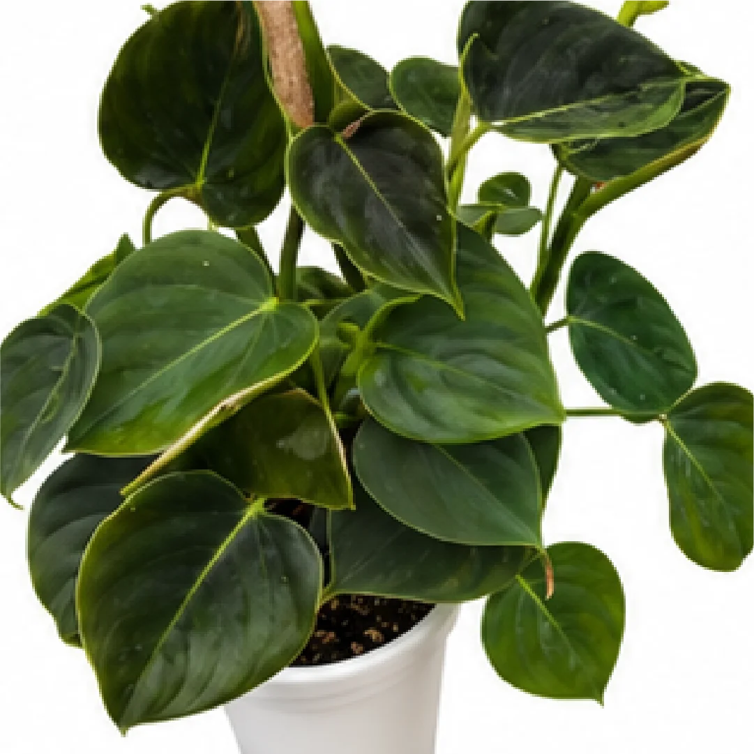 Philodendron Lumpinum – Tissue Culture