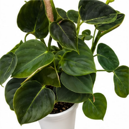 Philodendron Lumpinum – Tissue Culture