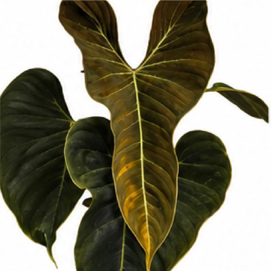 Philodendron Lumpinum – Tissue Culture