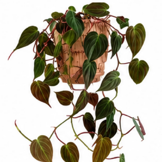 Philodendron Hederaceum / Philodendron Micans – Tissue Culture