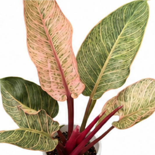 Philodendron Pink Birkin – Tissue Culture