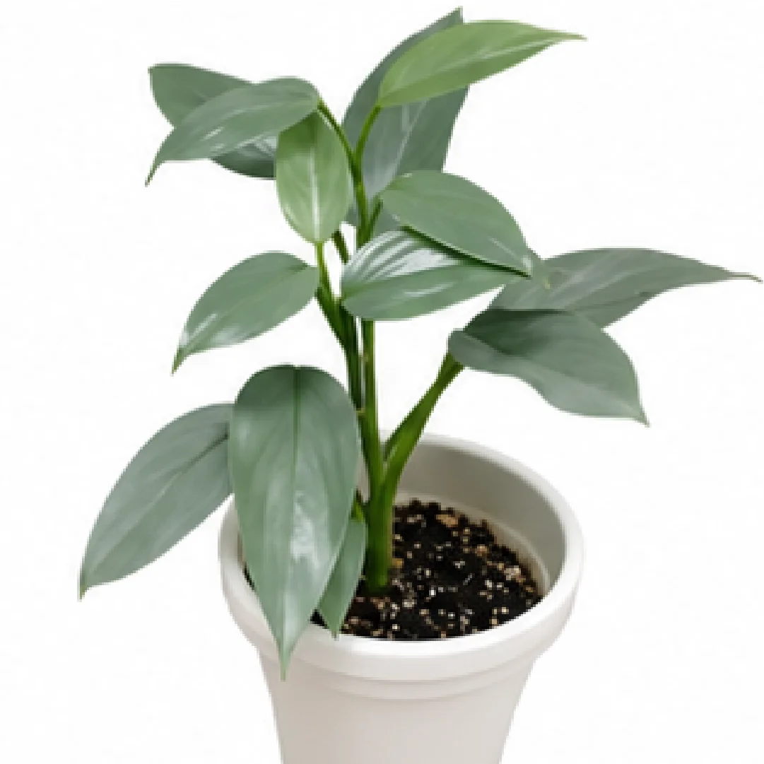 Philodendron Silver Sword / Philodendron Hastatum / Philodendron Grey – Tissue Culture