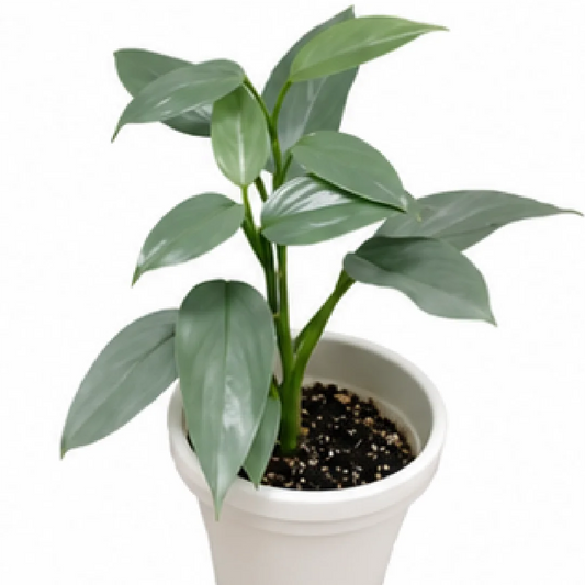 Philodendron Silver Sword / Philodendron Hastatum / Philodendron Grey – Tissue Culture