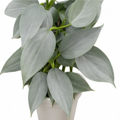 Philodendron Silver Sword / Philodendron Hastatum / Philodendron Grey – Tissue Culture