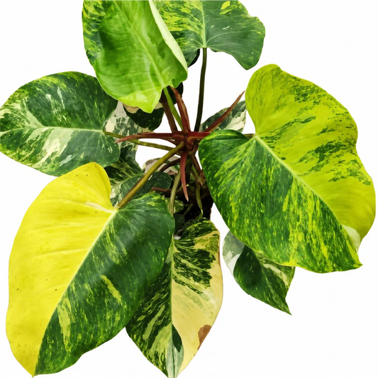 Philodendron White Princess Aurea Var Tissue Culture