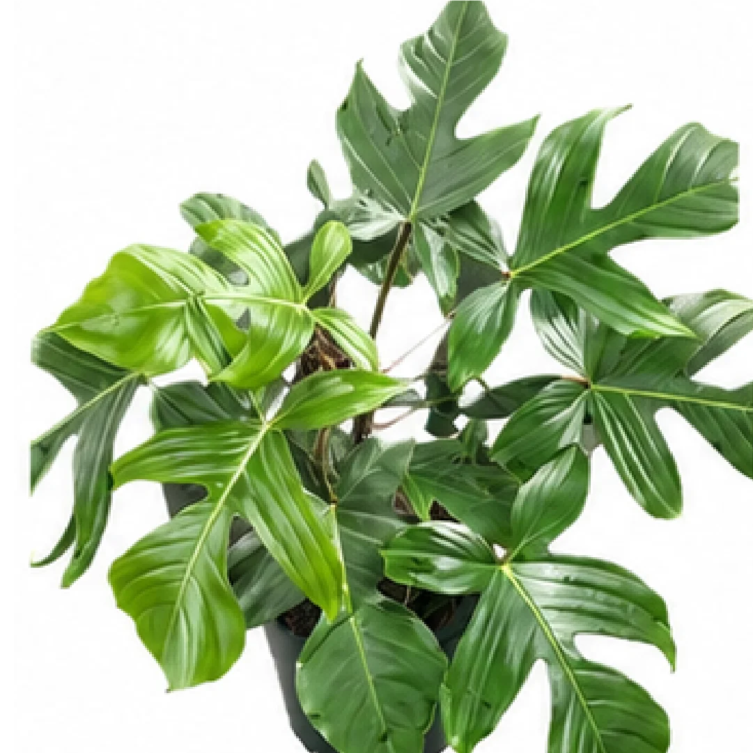 Philodendron Squamiferum – Tissue Culture