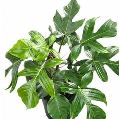 Philodendron Squamiferum – Tissue Culture