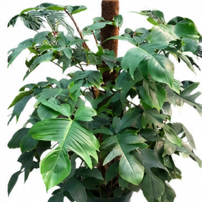 Philodendron Squamiferum – Tissue Culture
