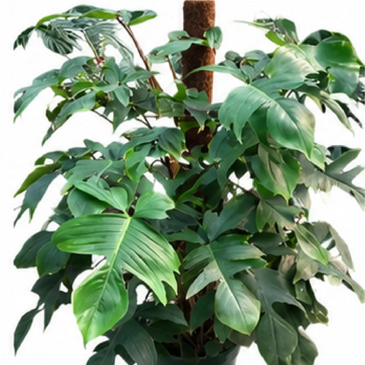 Philodendron Squamiferum – Tissue Culture